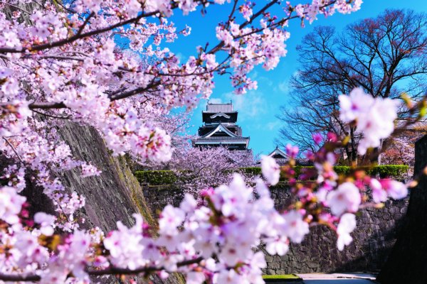 漆黒の城を際立たせる熊本城の桜