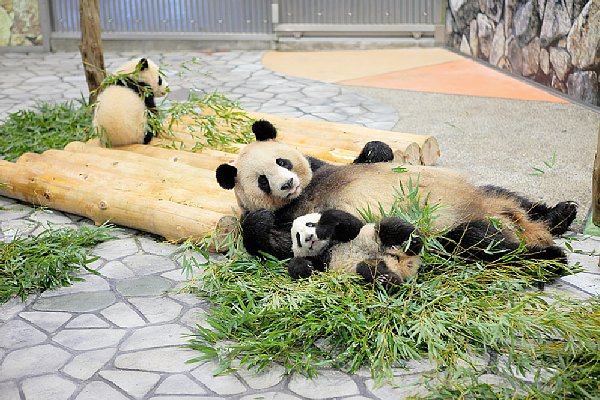 ササの食べ方が分からない赤ちゃんのうちは、ササで遊んでいることが多い