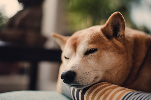 認知症の犬は性格にも変化が