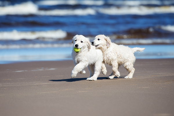 子犬同士を遊ばせる“パピーパーティー”とは？（Ph:Thinkstock/Getty Images）