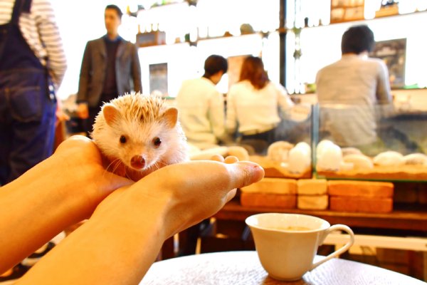 出会ったら幸福になれる 世界初のハリネズミカフェが人気 Newsポストセブン