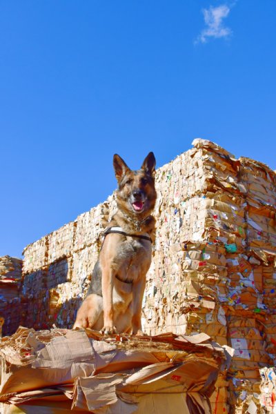 ニオイのついた段ボールを探し当てる名犬・シルク号