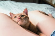 ネコとフトモモの最強コラボ写真 気持ちいいニャ~