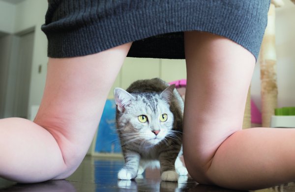 ネコとフトモモ