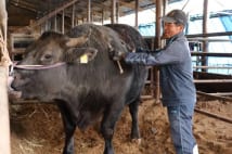 和牛ブランド「佐賀牛」 成功の背景にJAと農家の信頼関係