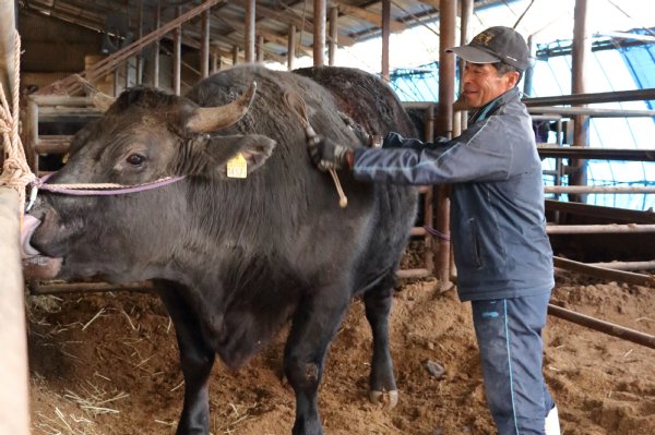 牛舎で牛を飼育する江頭さん