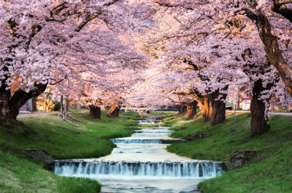 福島県観音寺川の桜#東北でよかった（写真:アフロ）