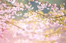 平成の花咲かじいさん　1万5000本の山桜が全国で満開
