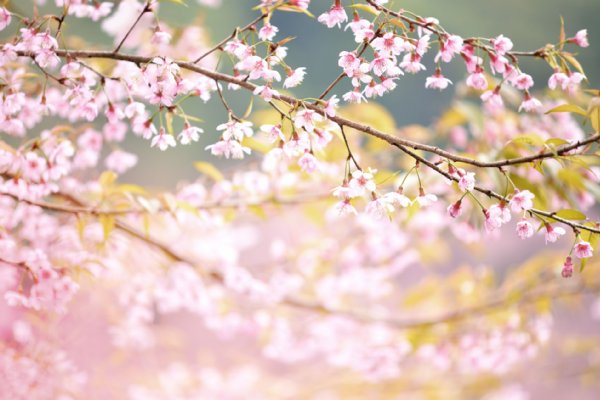 富永武義さんが全国へ贈った山桜の苗木は約1万5000本（写真／アフロ）