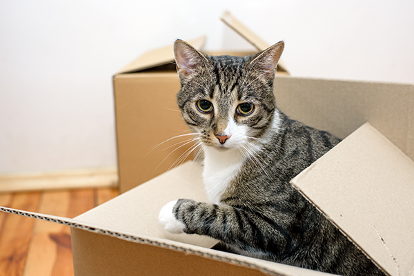 猫と一緒に引っ越す際の準備は？（Ph:Thinkstock/Getty Images）