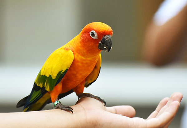 オスの鳥の方がおしゃべり上手