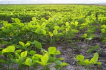 育毛のプロに聞いた!「育毛剤の植物有効成分」最新事情