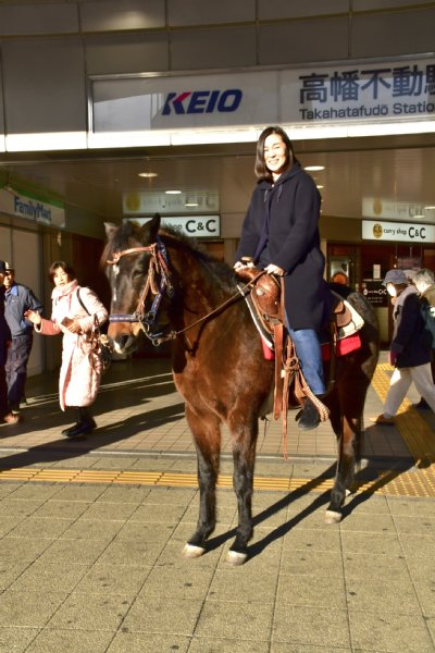 馬カフェの接客・乗用馬「マリヤ」