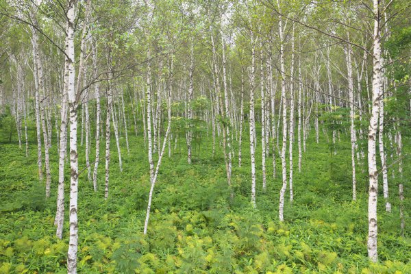 北海道の森林が中国資本に買い占められている（写真：時事通信フォト）