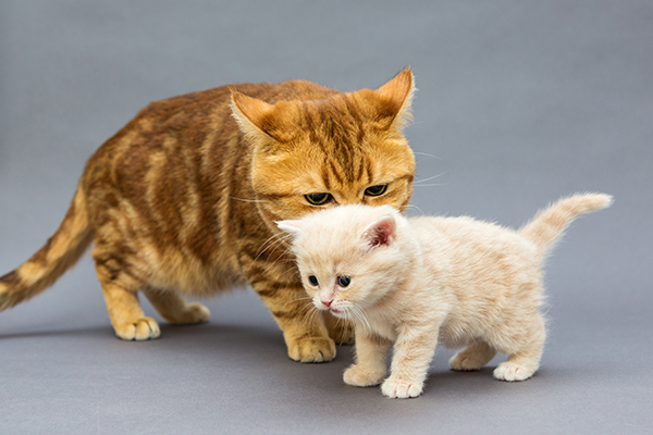 の 飼い 猫 多頭