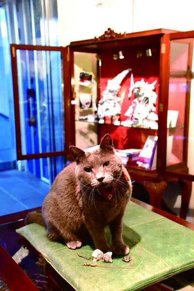 ギャラリで接客を務めるグレーの猫店長