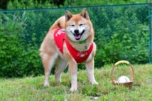始球式のボールを運ぶ柴犬 今季で10年、47試合働いた