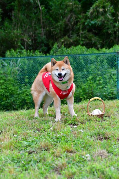ボールと笑顔を届けるベースボール犬「わさび」