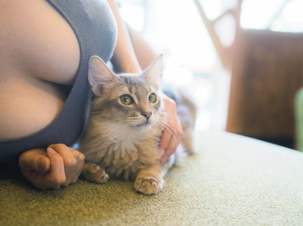 おっぱい×ネコ、究極の癒しエロス