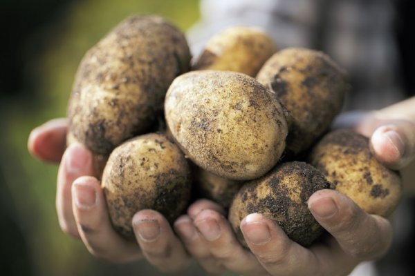 じゃがいも生産者のことを想う（写真:アフロ）