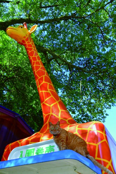 宇都宮動物園の猫園長・さんた