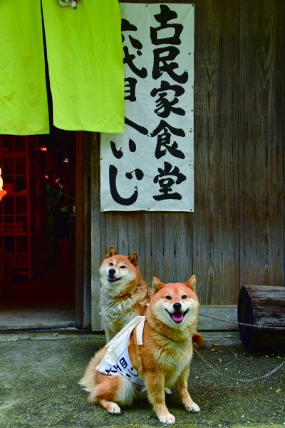 食堂を野生動物から守る柴犬夫婦