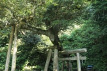 唐突ですが幸せですか?パワースポットにお出かけしては