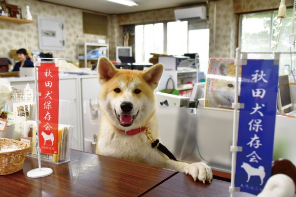 秋田犬保存会の受付嬢・ぷーこ