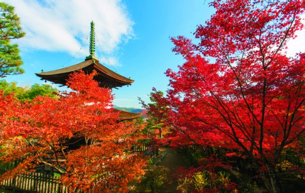 常寂光寺。眼下に広がる嵯峨野と紅葉、多宝塔が絶佳
