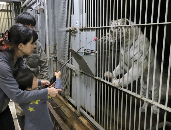 ホワイトタイガーの寝室前で肉片をあげられる