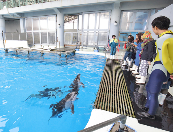 八景島シーパラダイス ケープペンギンと触れあい写真撮影も Newsポストセブン