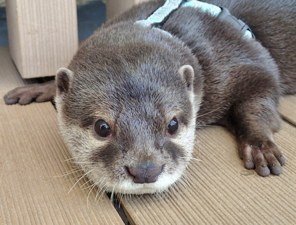 コツメカワウソの「ジーノ」