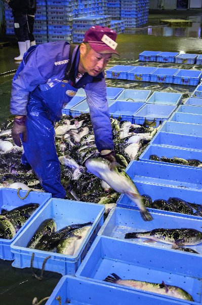 大きさや質などで仕分けてトロ箱に入れる