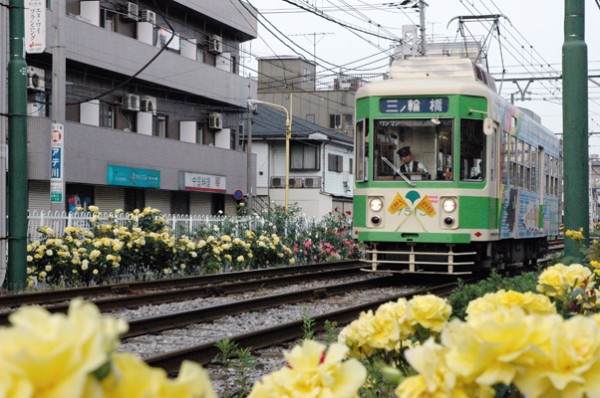 都電荒川線の沿線にはバラが多いが...