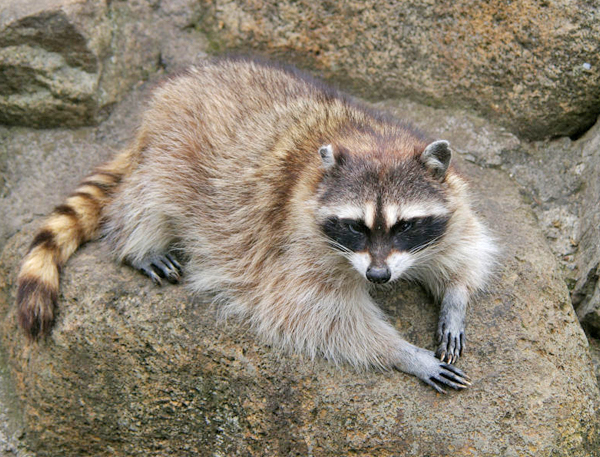 アライグマは特定外来生物（Ph:Thinkstock/Getty Images）