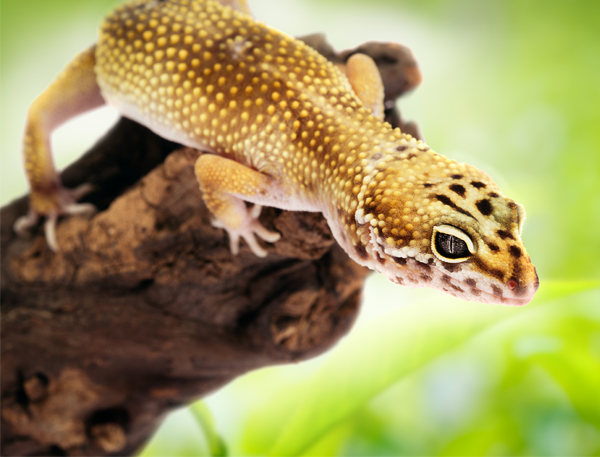 飼いやすいと女性に人気のレオパードゲッコー(Ph:Thinkstock/Getty Images)