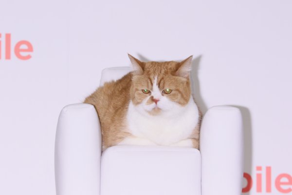 キラリと目を光らせるふてにゃん