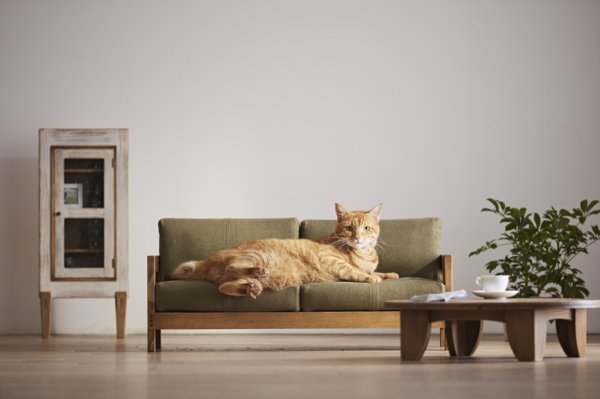 専用ソファは”猫が寝転びたくなるクオリティ”だとか（写真：大川市提供）
