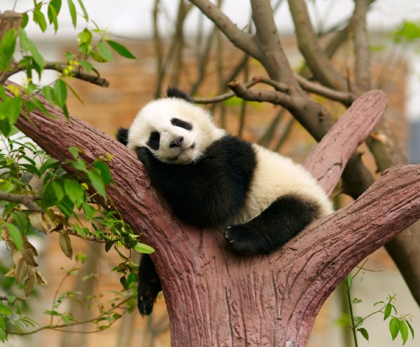 パンダから作られた 熊猫便便紙 中国のネットで論争に Newsポストセブン