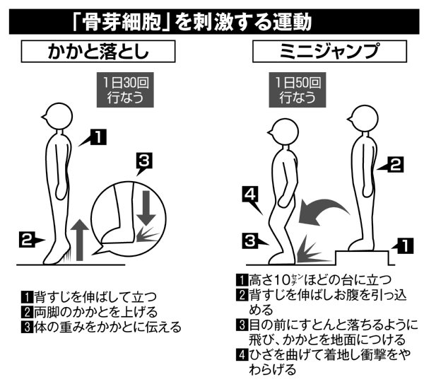 骨芽細胞を刺激する運動