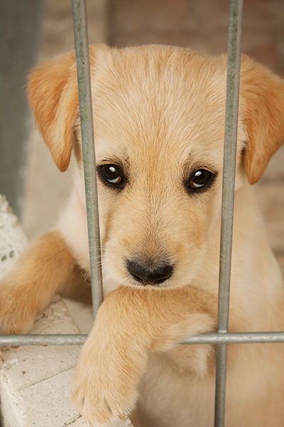 譲渡率は伸びているものの飼い主を待つ犬や猫は多い（Ph:Thinkstock/Getty Images）