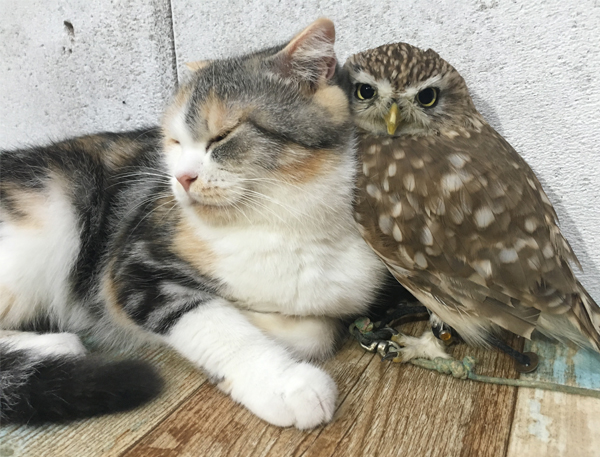 猫のマリモとフクロウのフクが仲良しになった理由 Newsポストセブン