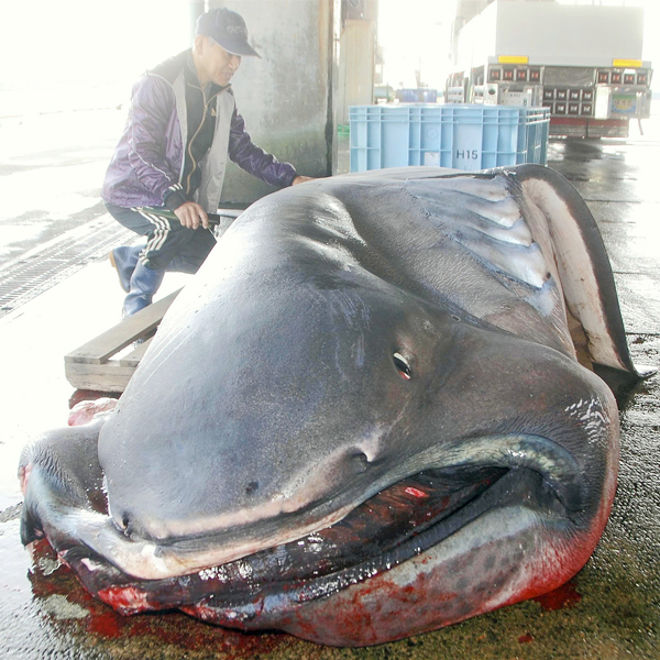 希少なサメの不可解な発見が続く