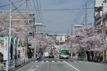 伐採された桜が神戸から東京へ──小4男子がつないだ命