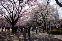 今年は6割増!? 中国人「爆花見」に桜の名所は戦々恐々