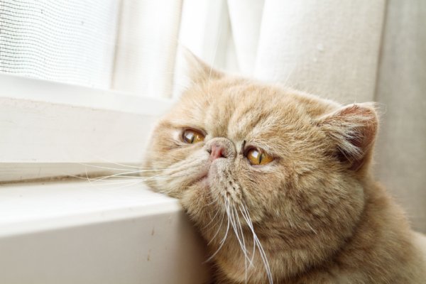 おひとり様は猫をご遠慮ください？（写真／アフロ）