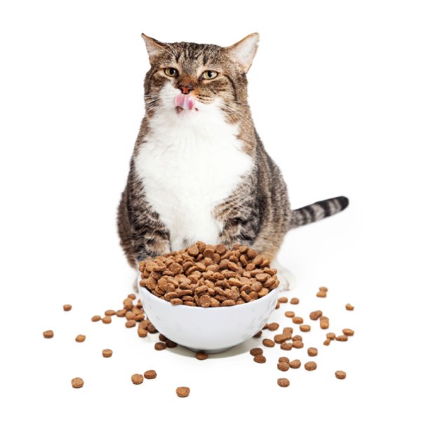 猫を病気から守る食事の注意点をプロが指南（写真／アフロ）