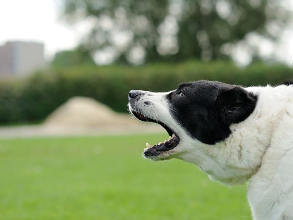 飼い犬の吠え声を訴えられた…対処法は？（写真／アフロ）