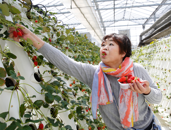 オバ記者が水耕栽培のいちご狩りを体験（撮影／菅井淳子）