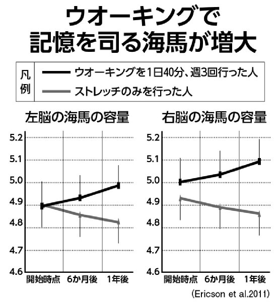 ウオーキングには海馬を大きくする効果が